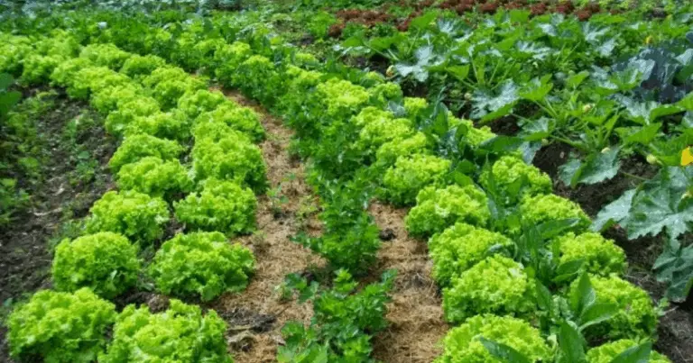 Guía completa de plantas compañeras para la huerta: asociaciones que mejoran la salud del cultivo