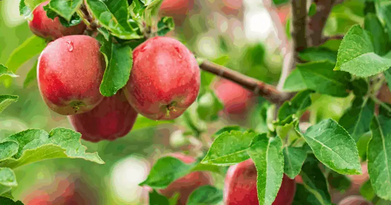 Cómo plantar manzano en casa y obtener tu propio árbol paso a paso
