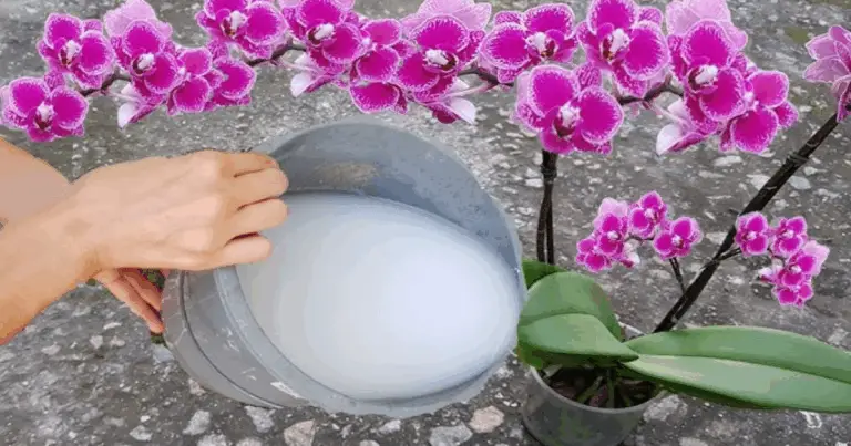 Compuesto Natural para la Floración: Cómo Potenciar el Crecimiento y las Flores de tus Plantas