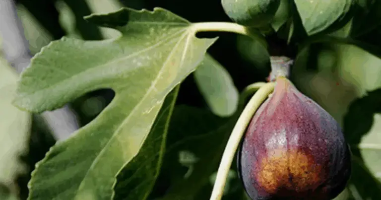 Cómo los higos pueden proteger las oliveras de forma natural: el método tradicional que vuelve a ganhar força