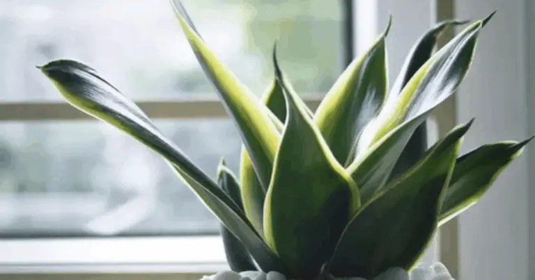 Cómo hacer que la espada de San Jorge produzca hijuelos de forma natural