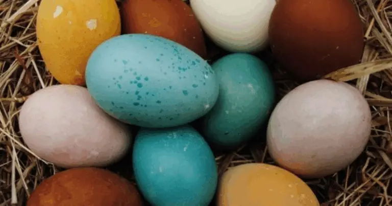 Razas de Gallinas que Ponen Huevos de Colores: Guía Completa para Identificarlas y Elegir la Mejor para tu Corral