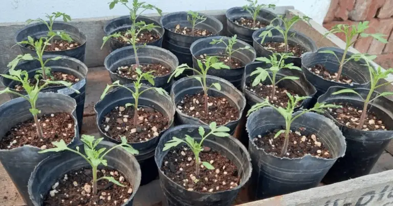 Cultivar verduras en macetas plásticas: una guía completa para aprovechar espacios pequeños