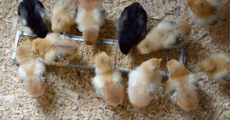 Cómo montar un criadero casero de pollitos: guía completa para un inicio seguro y eficiente