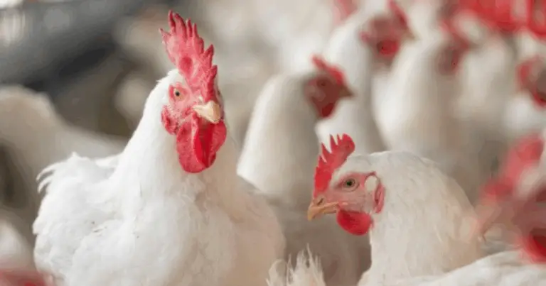 Corral de Pollos Bien Diseñado: Características, Ventajas y Claves para Construir uno Funcional