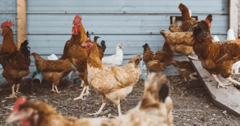Cómo diseñar un gallinero amplio y funcional para el bienestar de tus gallinas
