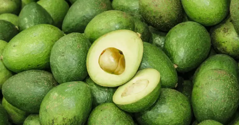 Cultivar Aguacate en Maceta: Guía Completa para Lograr Árboles Sanos y con Frutos