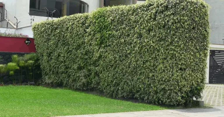 Cerca viva muerta: una solución ecológica y sostenible para proteger y regenerar tu jardín