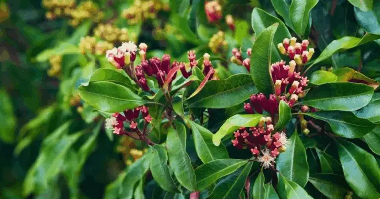 Cómo plantar clavo de olor desde la semilla: guía completa para cultivarlo en casa