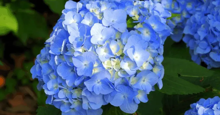 Cómo cuidar una hortensia y lograr una floración abundante durante todo el año