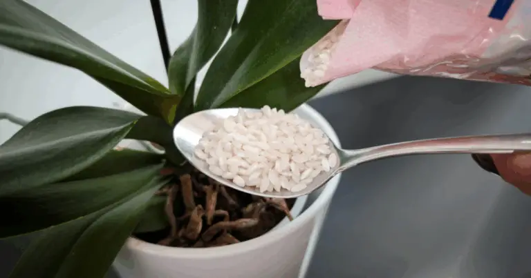 Cómo usar el agua de arroz para estimular la floración de las orquídeas