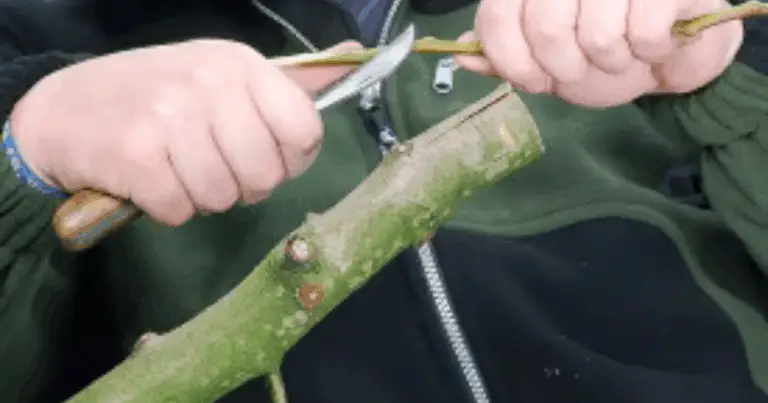 Cómo hacer injertos en árboles frutales: guía completa en cinco pasos