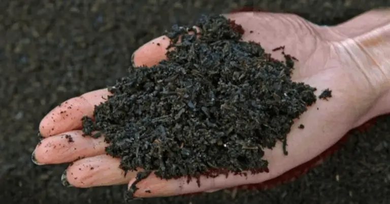 Biochar para Mejorar el Suelo: Guía Completa para Transformar tu Jardín de Forma Natural