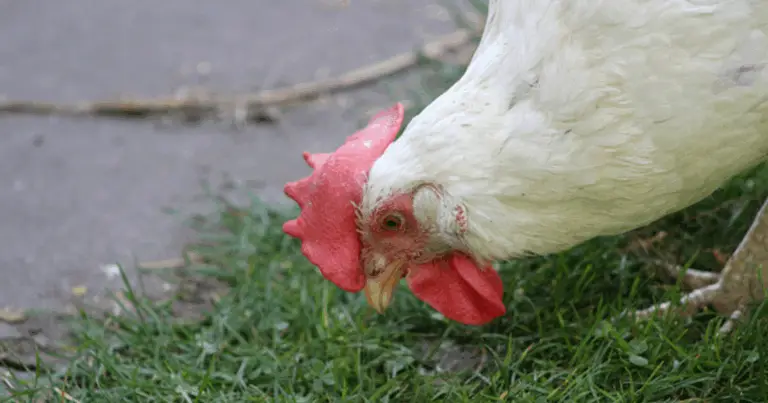 El uso del ajo como apoyo natural para mantener gallinas sanas y resistentes: guía completa basada en prácticas avícolas tradicionales