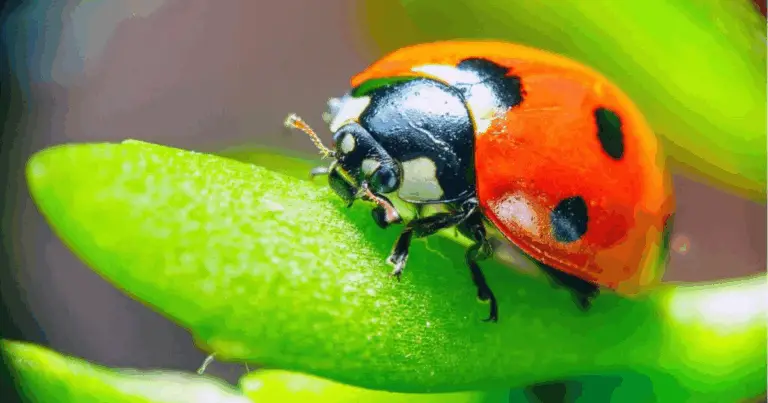Cómo atraer mariquitas y proteger el jardín de forma natural