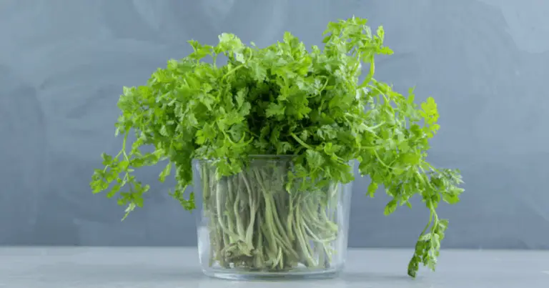 Formas prácticas y efectivas de conservar perejil y cilantro frescos por más tiempo