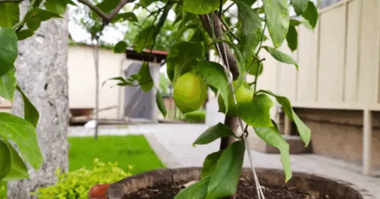 Cómo Germinar Semillas de Limón en Casa: Guía Completa para Lograr Plantas Fuertes y Saludables