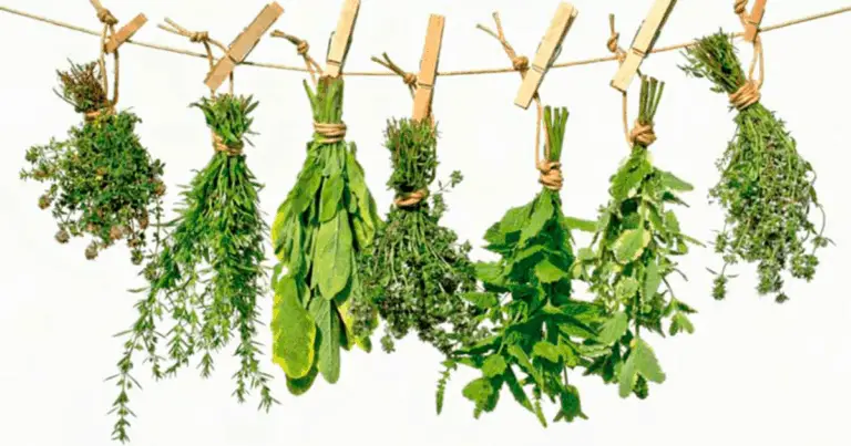 Remedios naturales que pueden apoyar el bienestar diario: guía completa sobre plantas tradicionalmente asociadas a usos terapéuticos