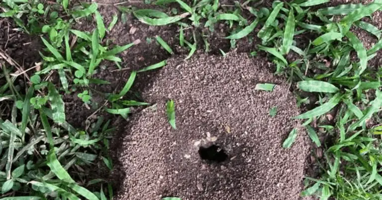 Cómo combatir hormigas en el jardín de forma natural y económica