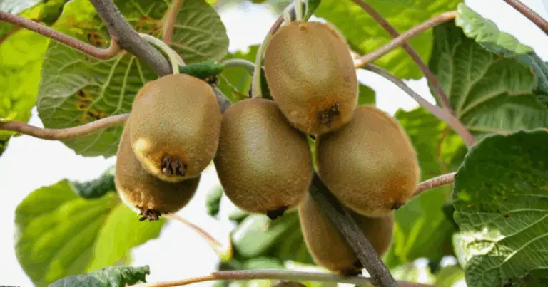 Cómo cultivar kiwi en casa: guía completa para principiantes y aficionados al huerto doméstico