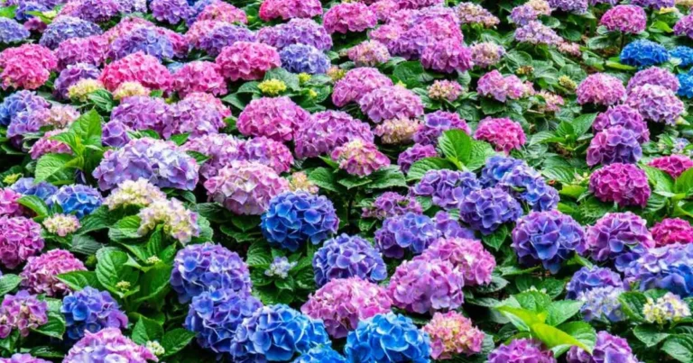 Cómo cambiar el color de las hortensias de forma natural y controlada