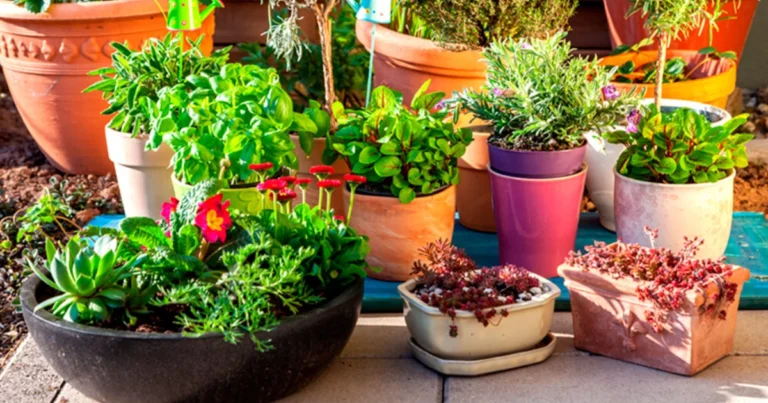 Cómo elegir la maceta perfecta para que tus plantas crezcan sanas