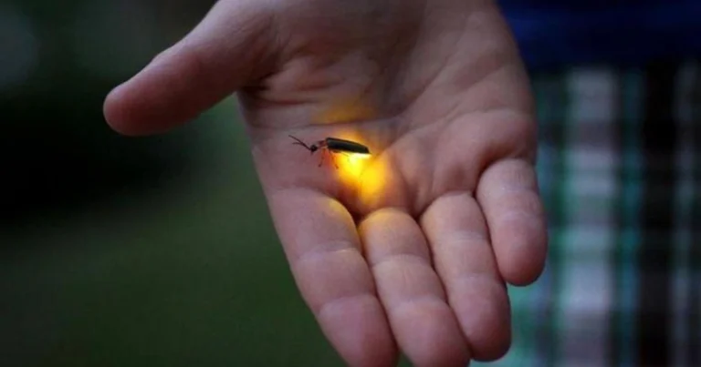 La importancia del hábitat de las luciérnagas y cómo recuperarlo en tu jardín