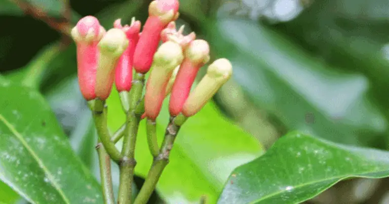 Cómo cultivar clavo de olor a partir de semillas: guía completa para principiantes