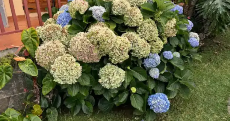 Cómo Tener Hortensias con Flores Gigantes Sin Miedo a Podarlas Mal: Guía para Cuidar y Mejorar su Crecimiento