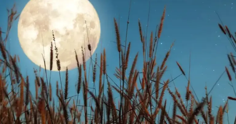 La luna y su influencia en el cultivo de tu huerto: cómo aprovechar sus ciclos para mejorar tus cosechas