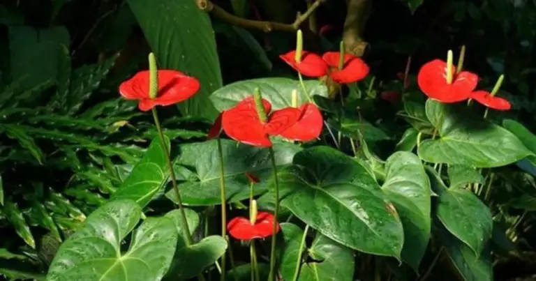 Anthurium: guía completa de cultivo, cuidados y beneficios decorativos