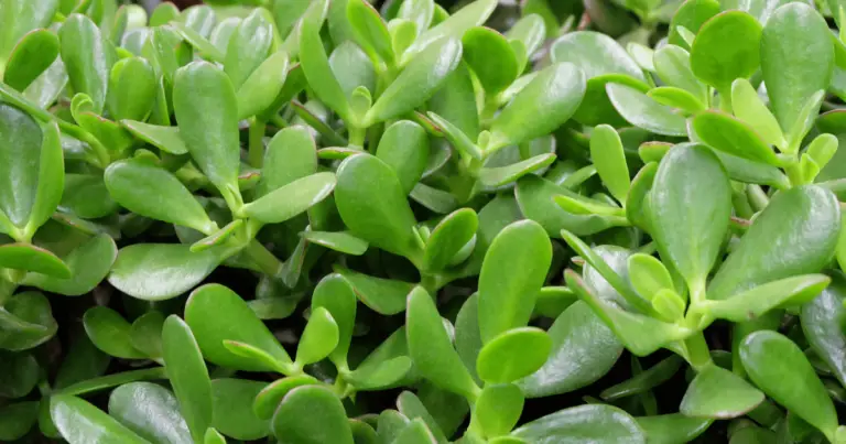 Cómo lograr la floración del jade: guía completa para que tu Crassula ovata florezca