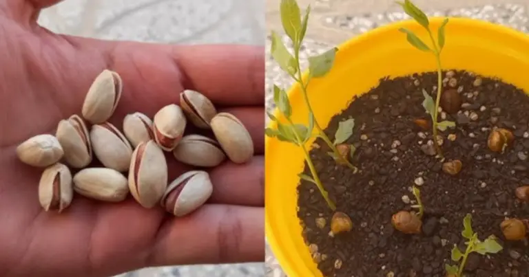 Cómo cultivar un avellano en casa paso a paso