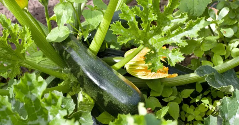 Cómo nutrir las calabacitas y lograr una cosecha abundante: 4 métodos eficaces y naturales