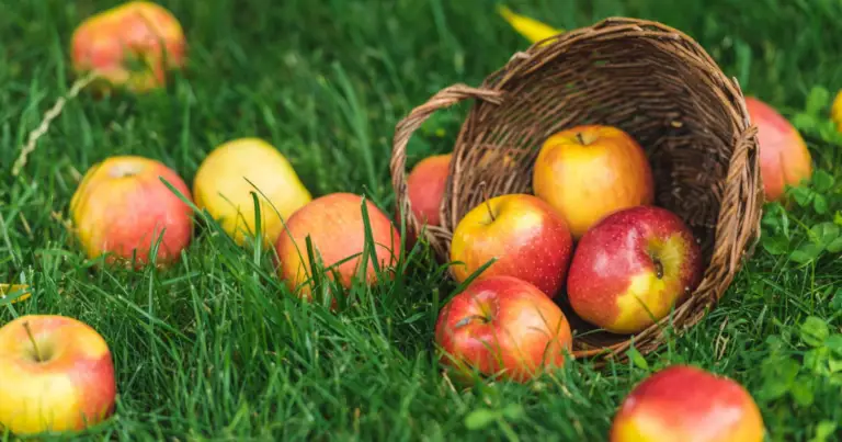 Cómo cultivar manzanas y naranjas en casa paso a paso