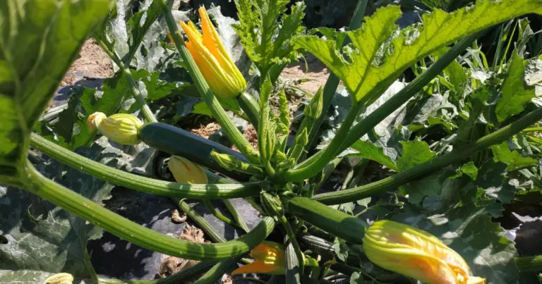 Cómo cultivar zucchine: guía completa para un cultivo abundante y saludable
