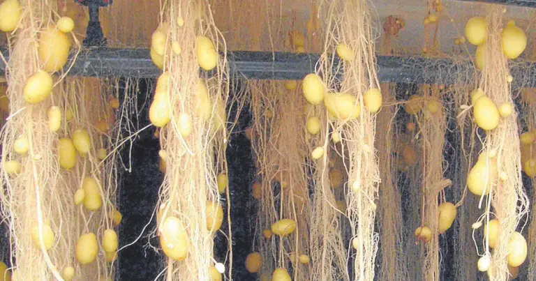Cultivar patatas sin suelo: guía práctica para producir más con aeroponía