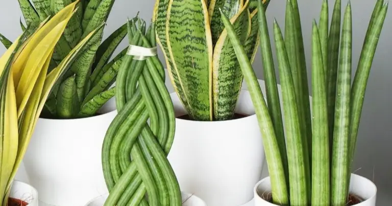 Guía completa sobre la propagación de sansevieria paso a paso