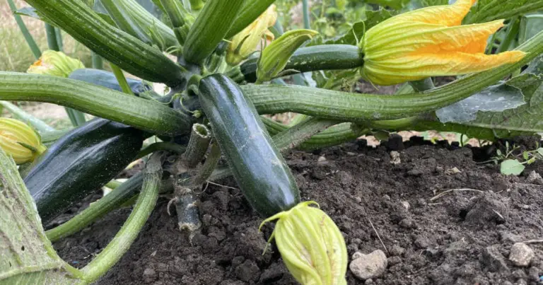 Consejos clave para cultivar calabacines y lograr una cosecha abundante