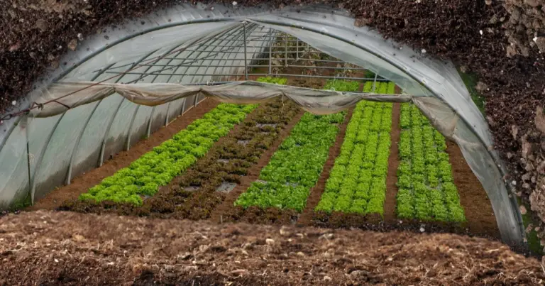 Construir una serra subterránea sostenible: guía completa para cultivar todo el año