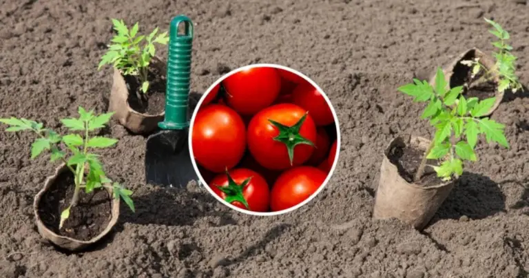 Cómo hacer que los tomates crezcan rápido: guía práctica para acelerar el crecimiento y mejorar la cosecha