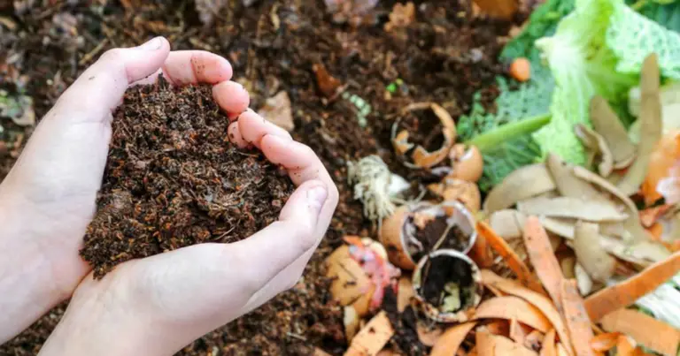 Cómo hacer un fertilizante natural para plantas: guía completa, segura y efectiva