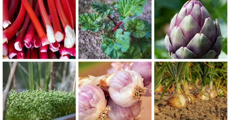 Verduras perennes ricas en nutrientes: qué plantar una vez y cosechar durante años