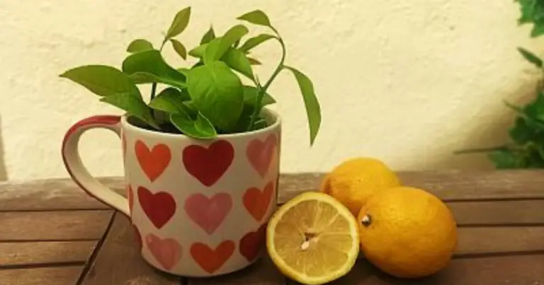 Cómo cultivar un limonero en una taza desde semilla: guía completa paso a paso