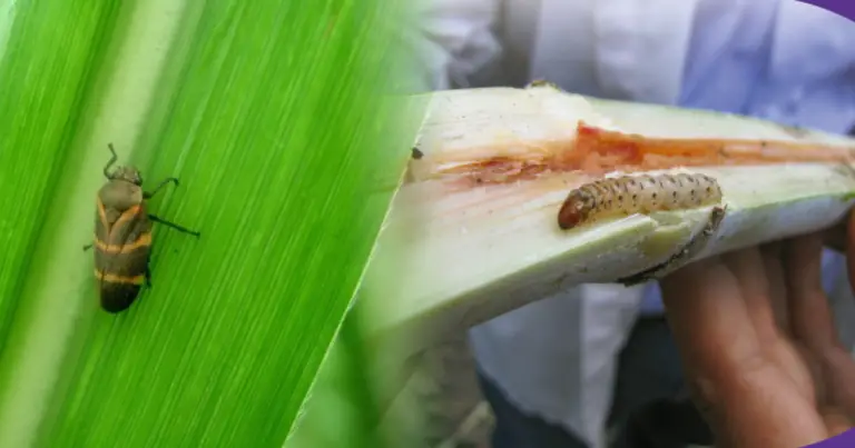 Control de plagas en la caña de azúcar: guía integral para una producción sostenible