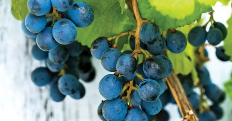 Cómo cultivar uvas desde semilla en macetas: guía completa paso a paso