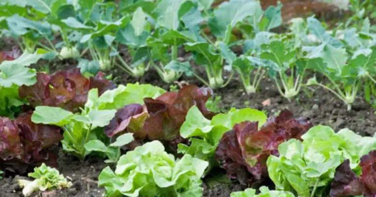 Calendario de siembra: mejores épocas para plantar 29 hortalizas y cultivos