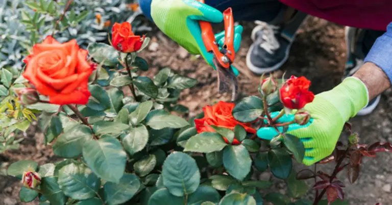Cómo propagar rosas a partir de estacas: guía completa y práctica para principiantes