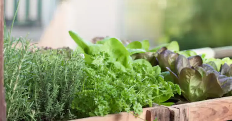 Verduras que puedes cultivar en cubos en agosto: guía completa para espacios pequeños