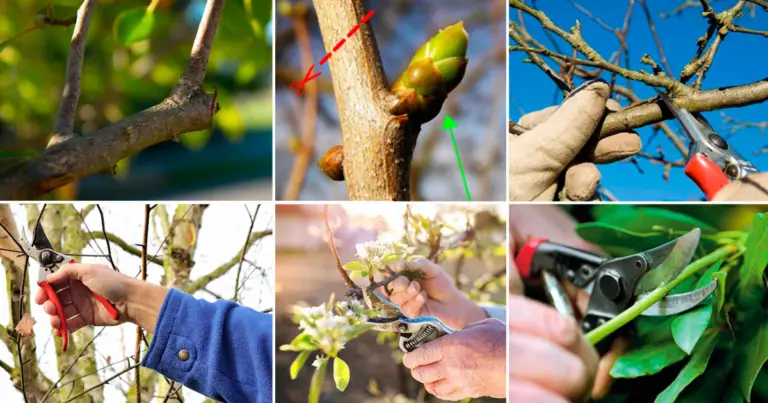 Poda inicial de un frutal recién plantado: guía completa para formar un árbol productivo